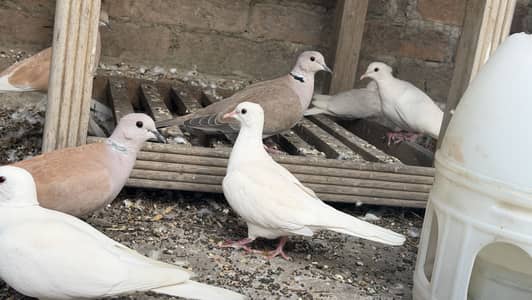 Khumray 6 Breeder pairs