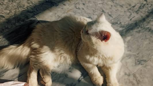 Persian Cat