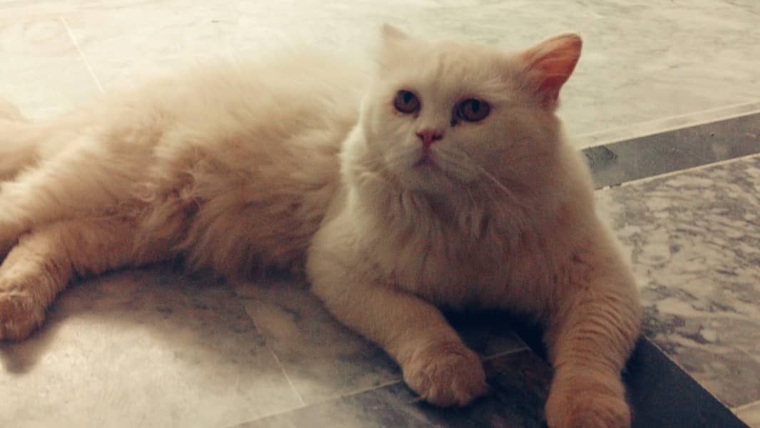 Persian Cat 2