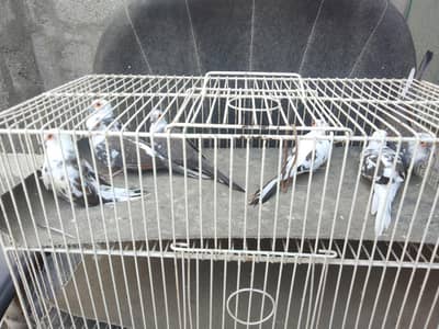 daimand pait doves