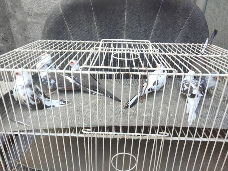 daimand pait doves 1