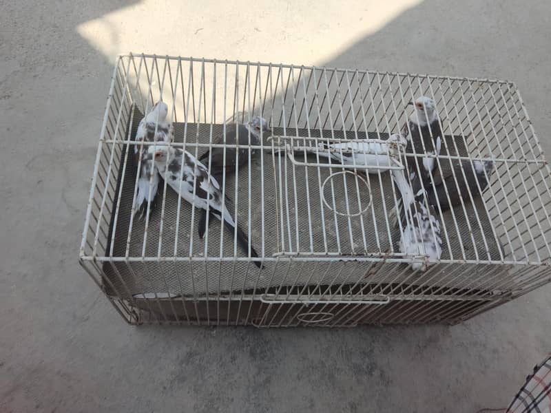 daimand pait doves 4