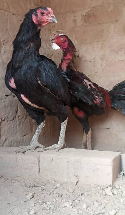 aseel pair barmi urgent sale