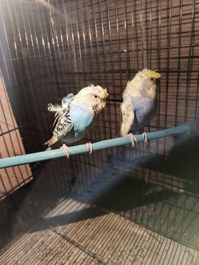 hogoromo budgie parrot and crust