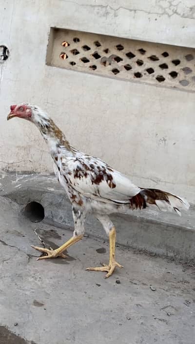 patha for sale