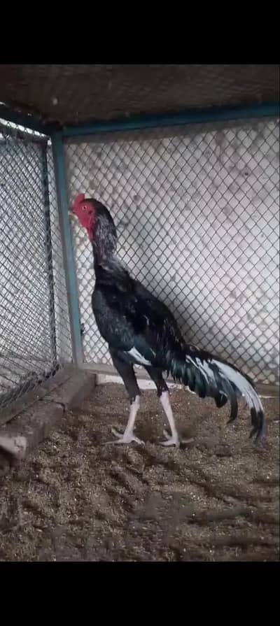 Aseel murga full quality black color pura Pakistani ready hai full