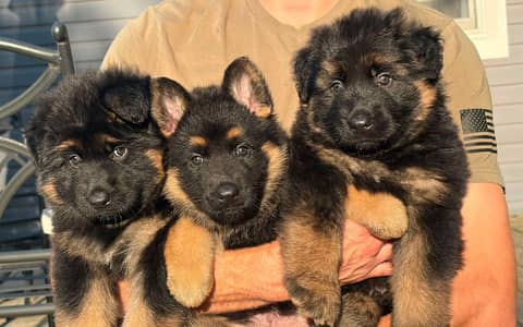 German Shepherd Puppies For Sale