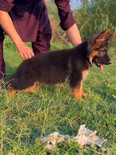 German shepherd puppy healthy