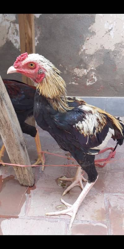 Cock for sale