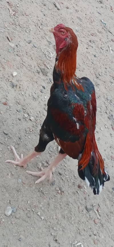 Aseel murga for sale.
