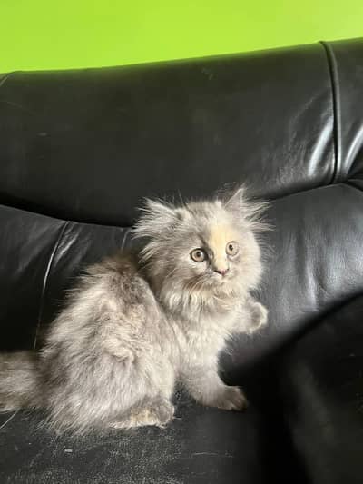 Beautiful & Healthy Kittens WhatsApp 032/66/6963/10