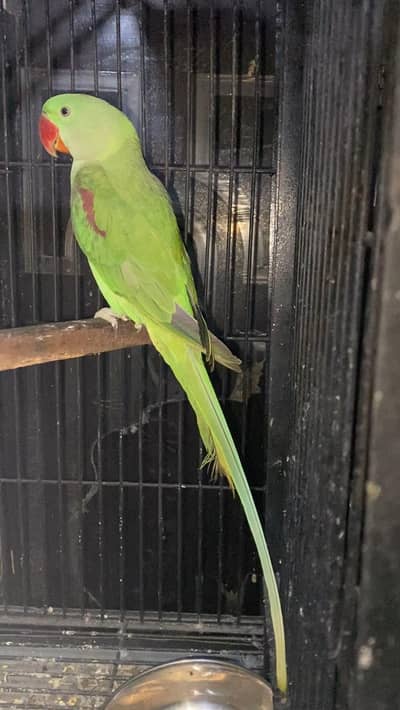 Raw parrot