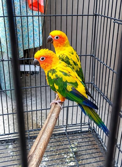 suncnor pair