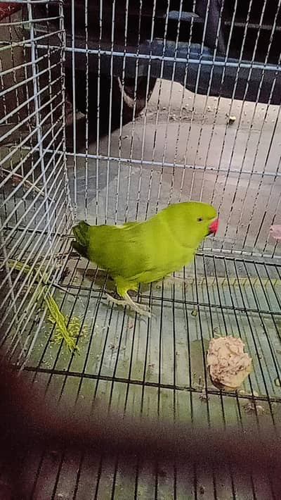 parrot