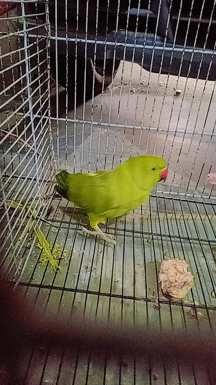 parrot 0