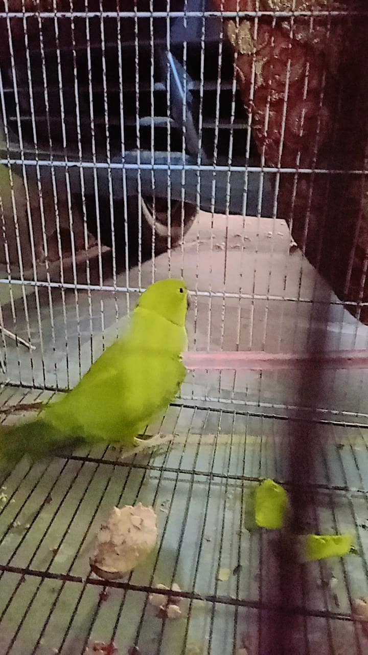 parrot 1