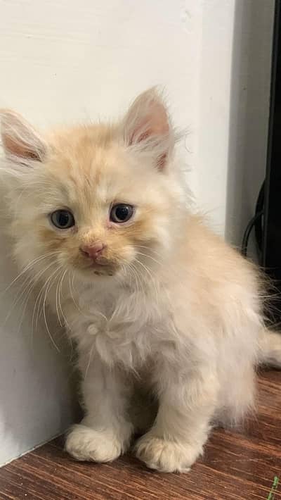 beautiful persian kitten