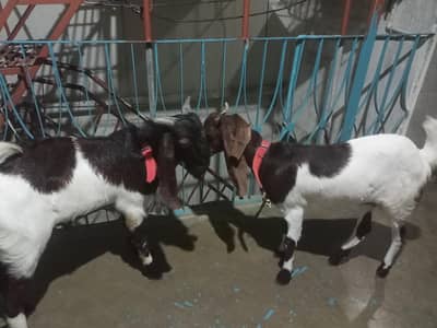 8-Month-Old Home-Raised Goat and Female Goat for Sale