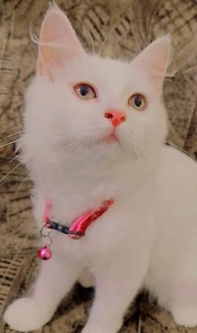 white Persian Triple coated