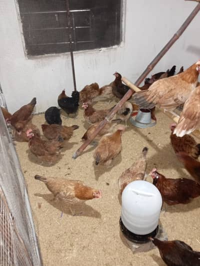 golden misri |desi hens | eggs laying hens | murgha |Ande wali murgi