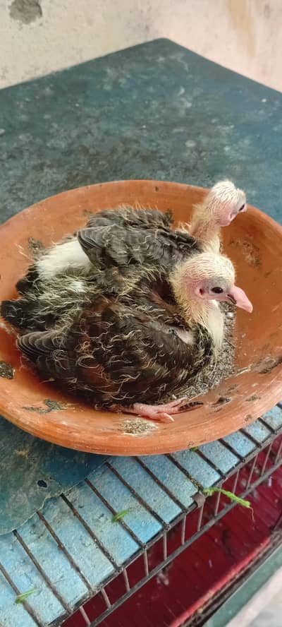 karblai chick pair for sale
