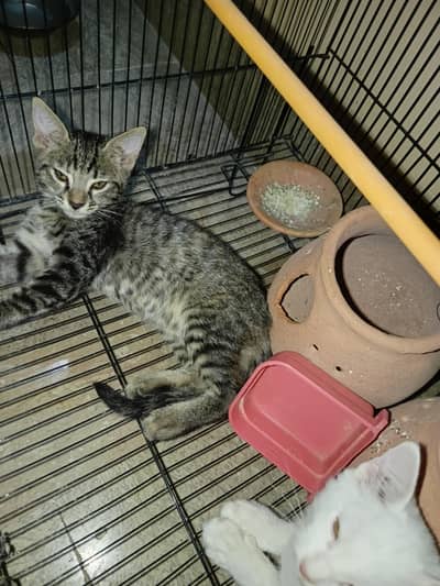 2 cettan available male