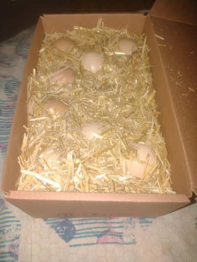 Heera fertile eggs 03445152074 whatsapp
