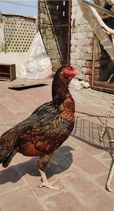 sell for Miya wali brid