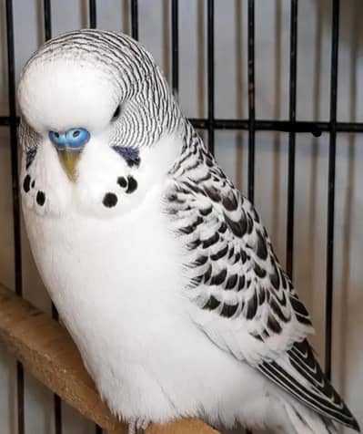 Need Budgies