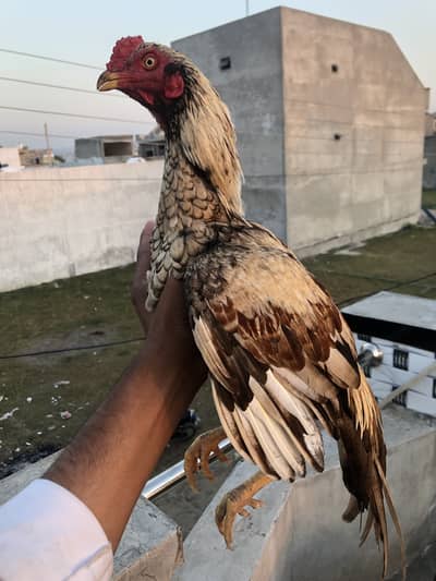 Sajra aseel