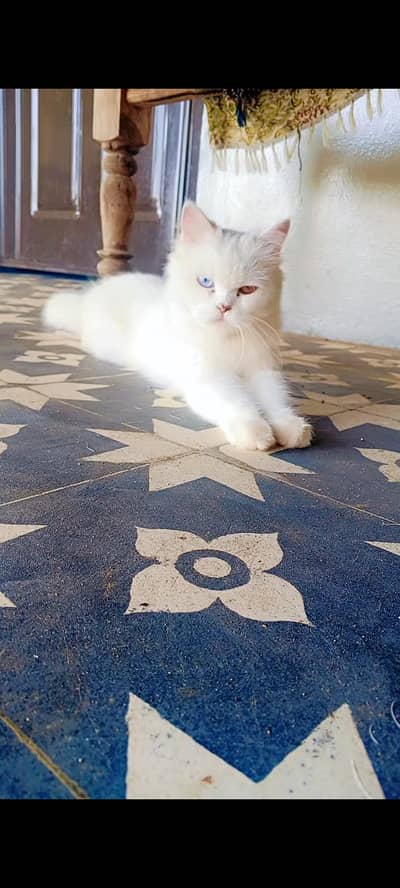 Persion CaT White Long coat