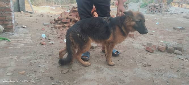 German Shepherd Pupp | Long Coat German Pupp | GSD Pupp For Sale