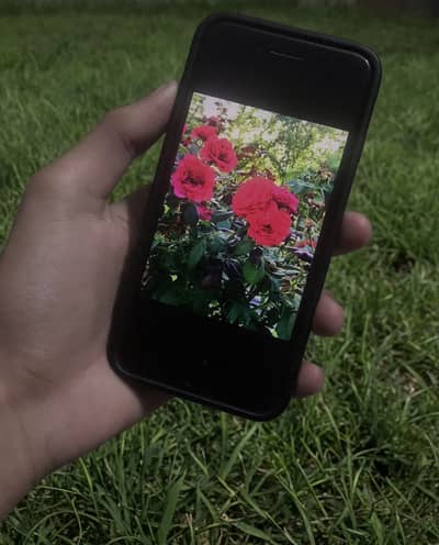 Apple iPhone 7