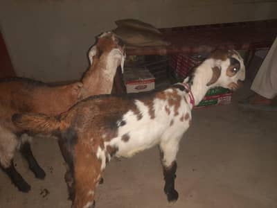 2no male ha healthy or active ha 03193750752 what per contact kara