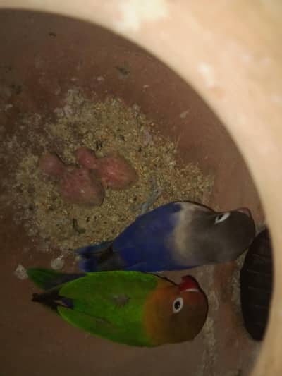 Lovebirds Breeder pair