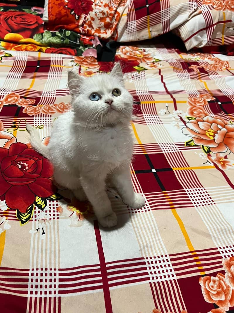 odd eye kitten 0