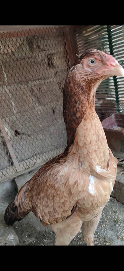 lakhi aseel madi saf ankhu ma home breed ha