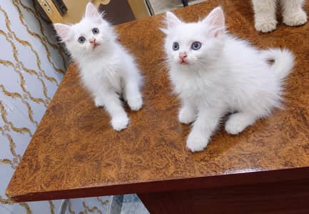White Persian Kittens for Sale