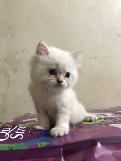 Cate Persian