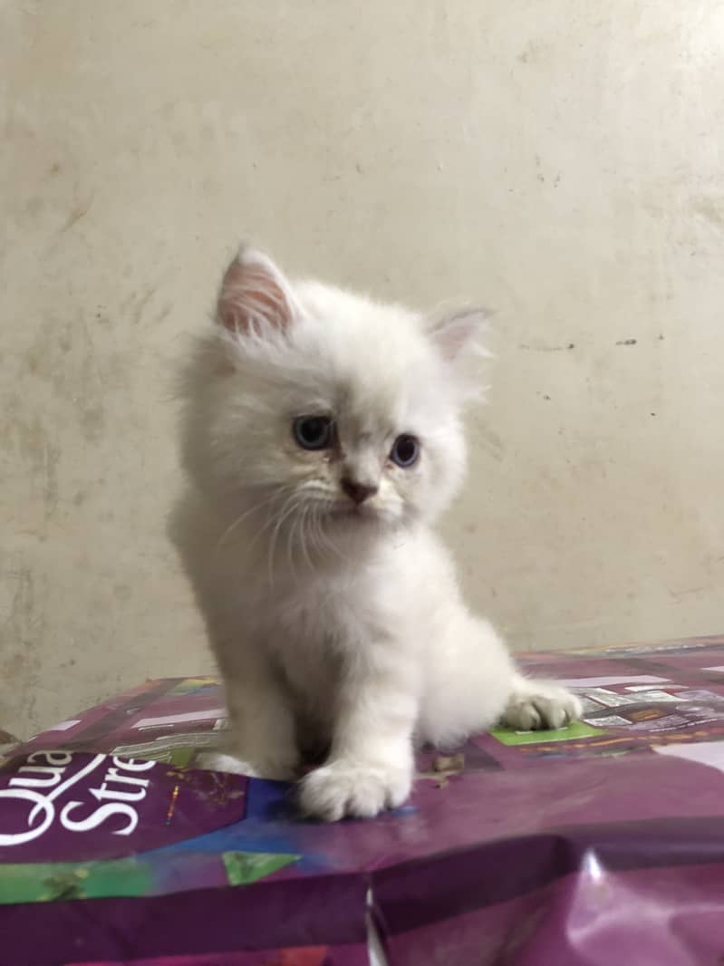 Cate Persian 0
