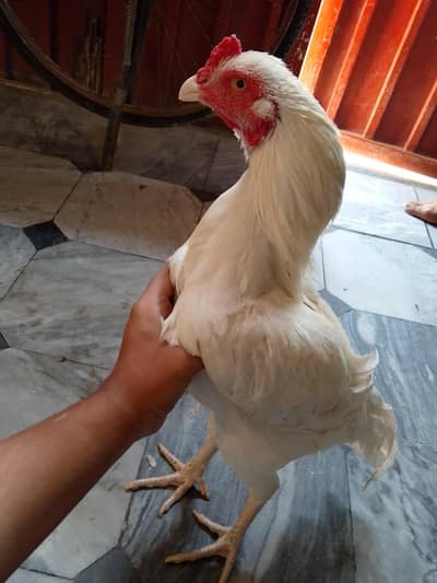 pure white Heera aseel 03446550001
