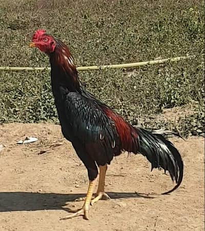 Aseel Mianwali Lakha