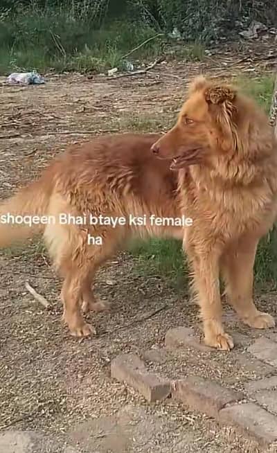 female bailjium sheferd