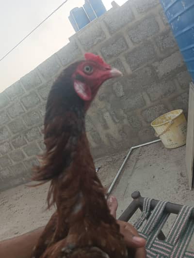 ASEEL PATHA