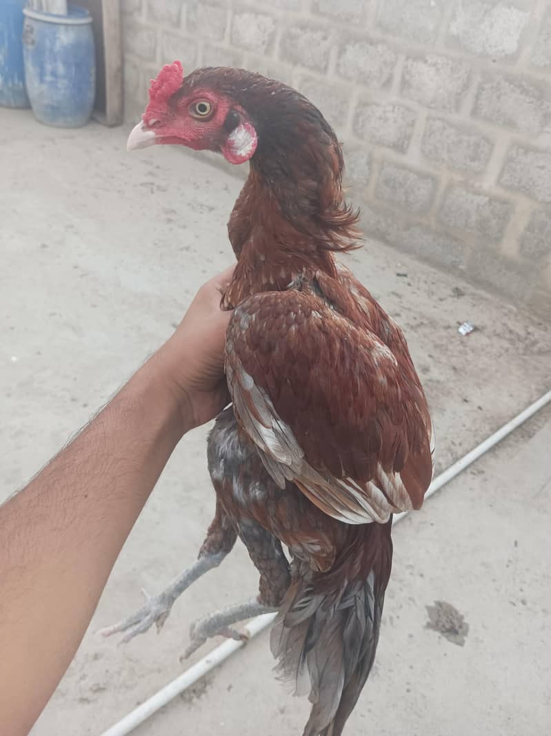 ASEEL PATHA 1