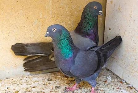 shahjan kabli pair for sale. . .