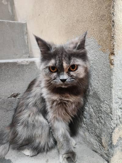 cat n