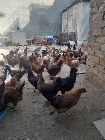 Golden misri stater hen