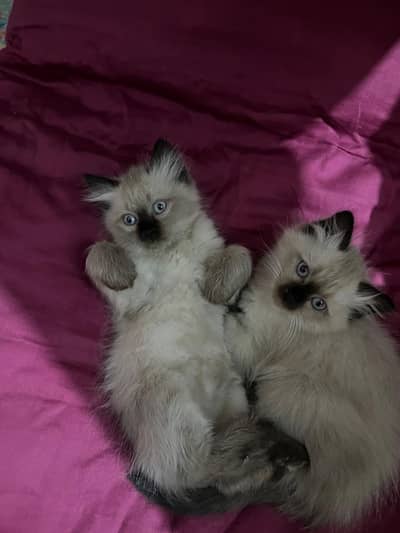 Adorable  Fluffy Kitten for Sale