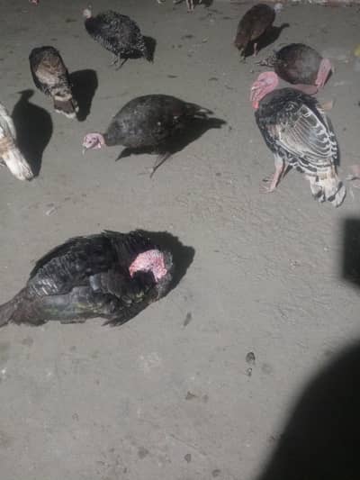turkey birds